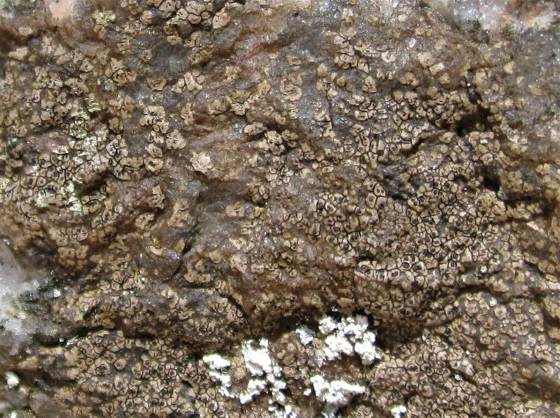 Rimularia Lichen photo 2