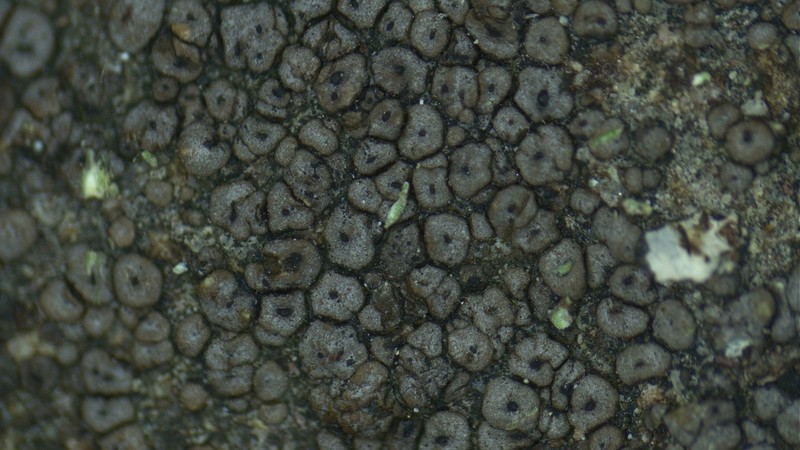 Rimularia Lichen photo 3