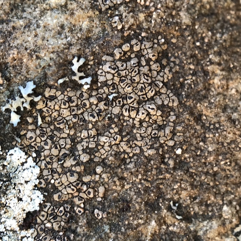Rimularia Lichen photo 4