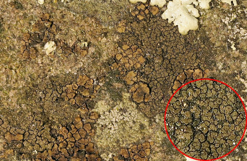 Rimularia Lichen photo 5