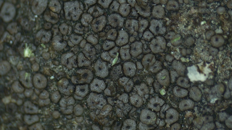 Rimularia Lichen photo 6