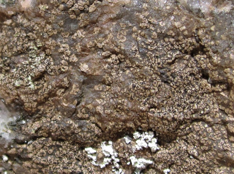Rimularia Lichen photo 7