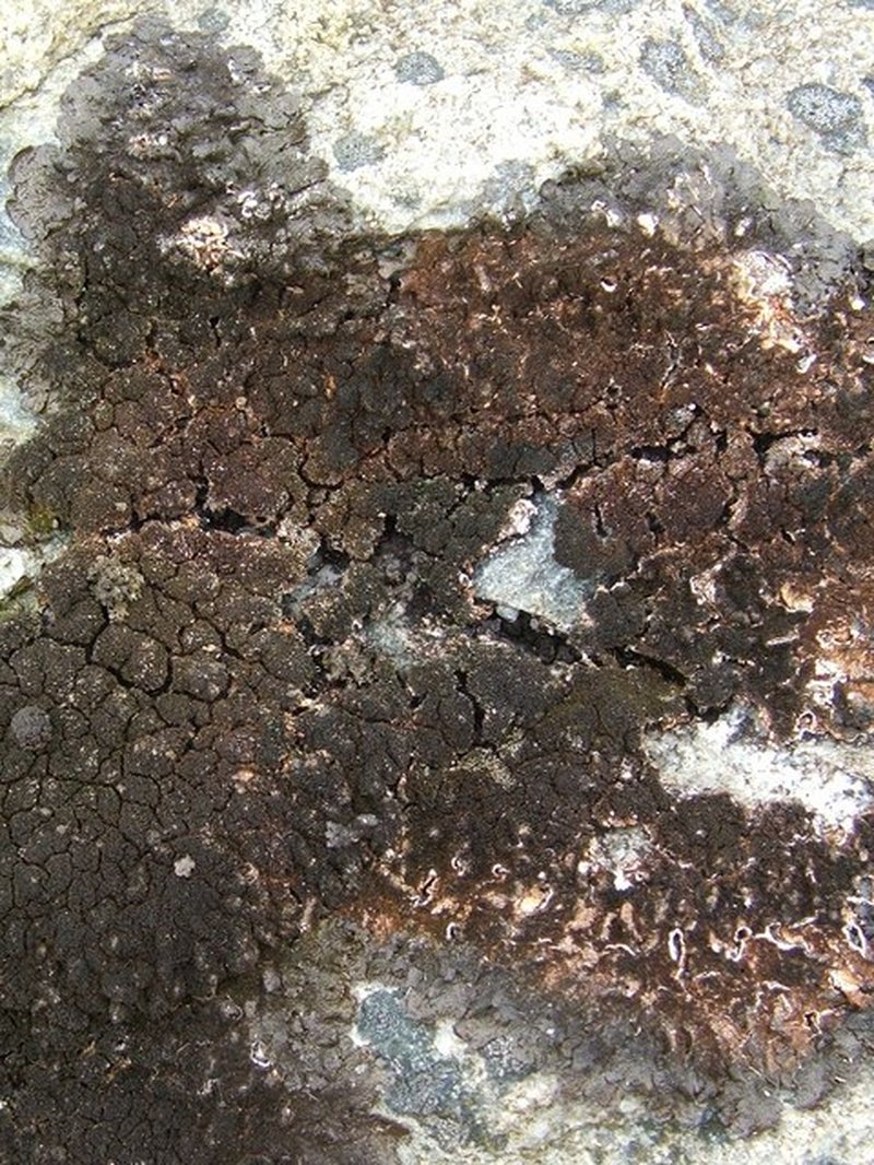Rimularia Lichen