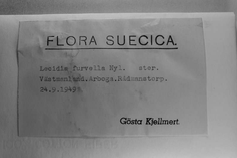 Rimularia Lichen photo 5