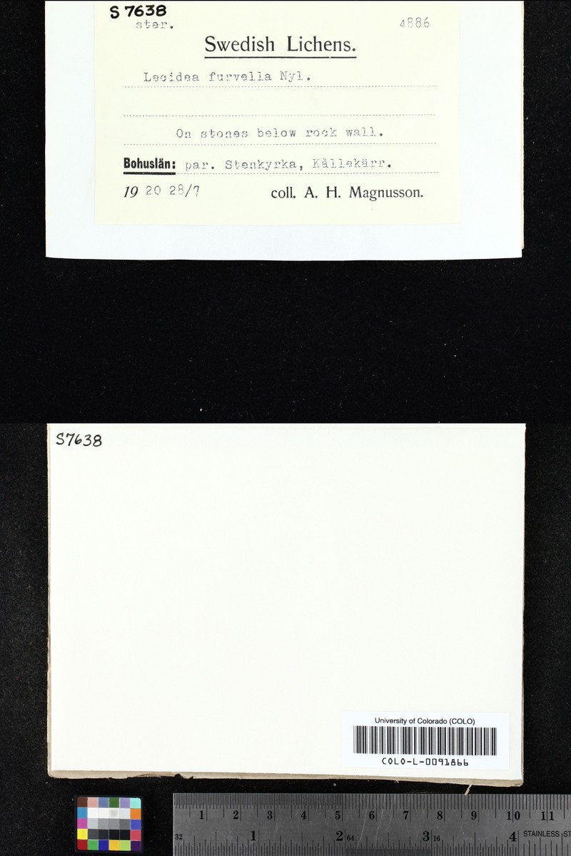 Rimularia Lichen photo 6