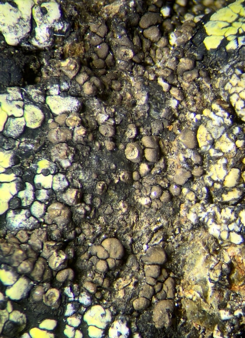 Rimularia Lichen