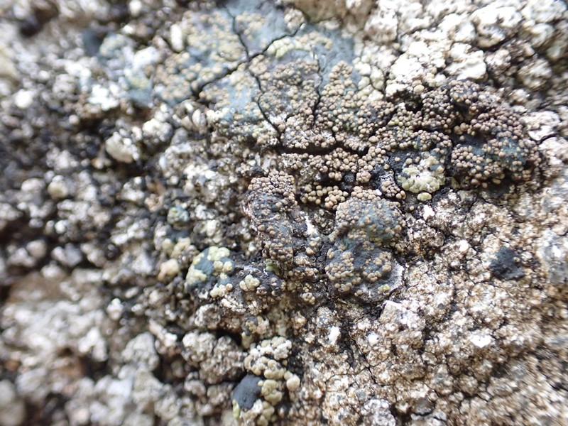 Rimularia Lichen photo 2