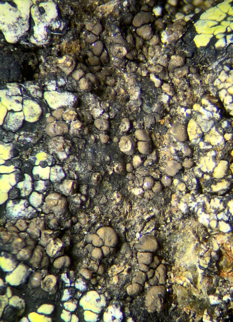 Rimularia Lichen photo 4