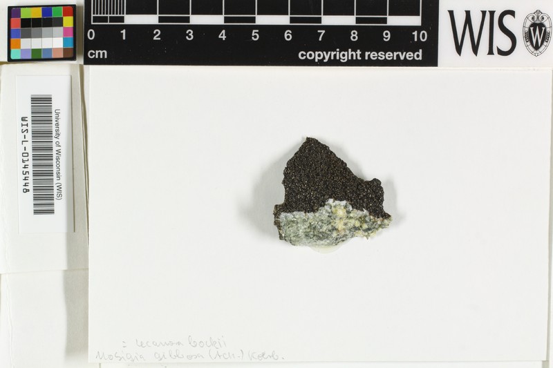 Rimularia Lichen photo 5