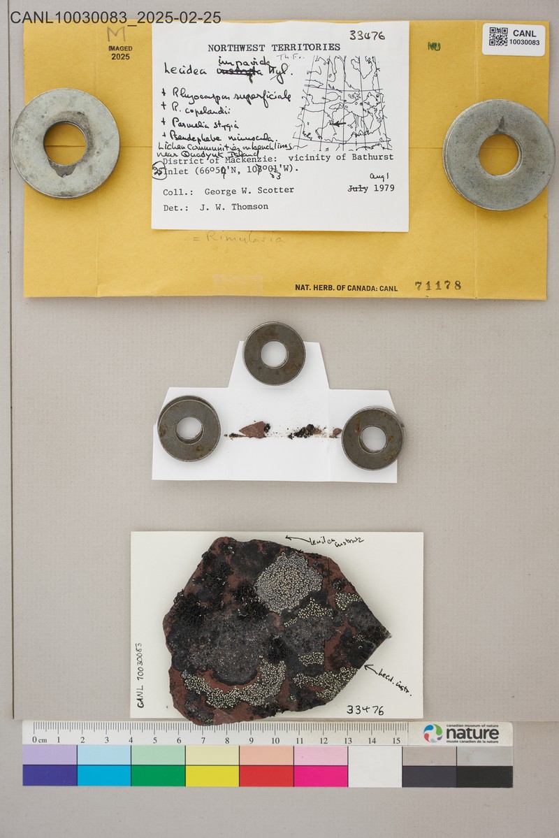 Rimularia Lichen photo 3