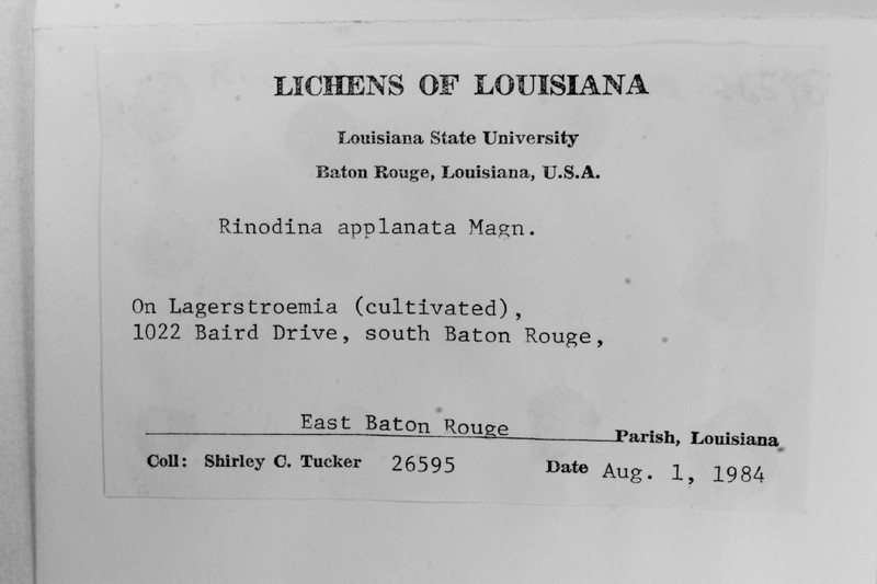 Rinodina Lichen