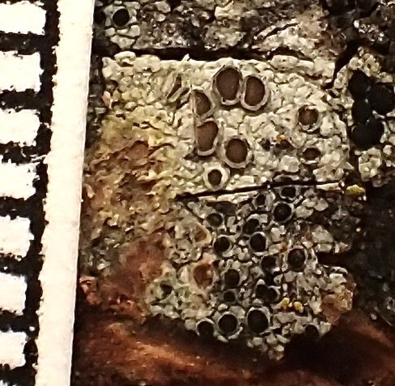 Rinodina Lichen