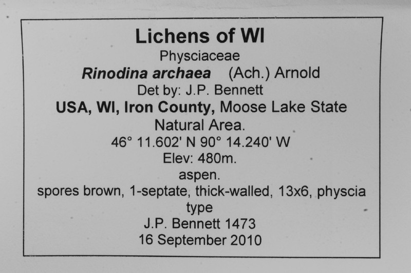 Rinodina Lichen photo 2
