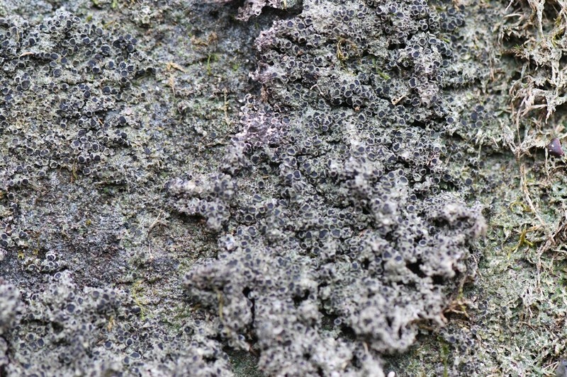 Rinodina Lichen