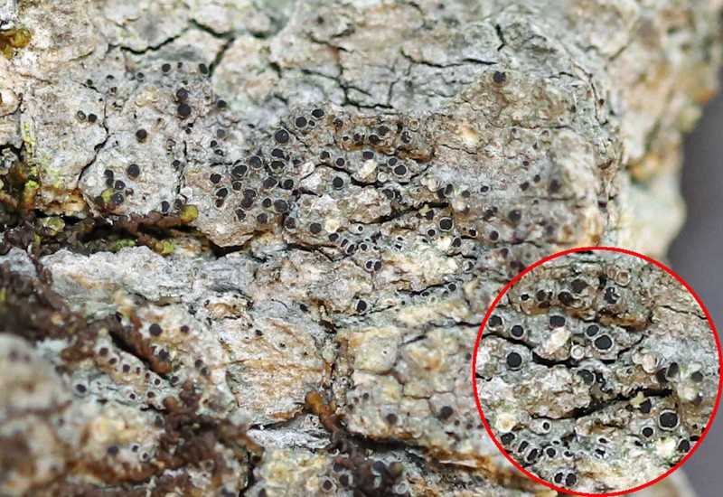 Rinodina Lichen photo 2