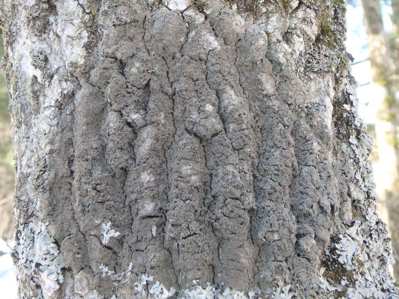 Rinodina Lichen photo 3