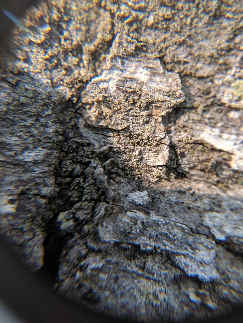 Rinodina Lichen photo 4