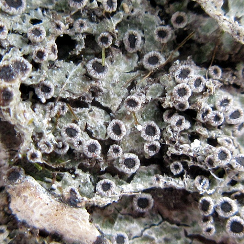 Rinodina Lichen photo 5