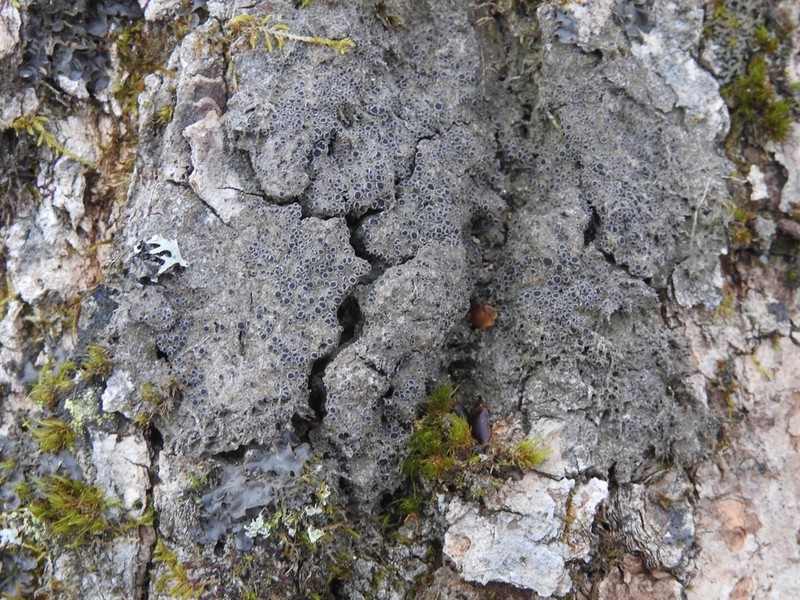 Rinodina Lichen photo 6