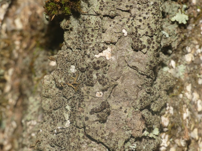 Rinodina Lichen photo 7