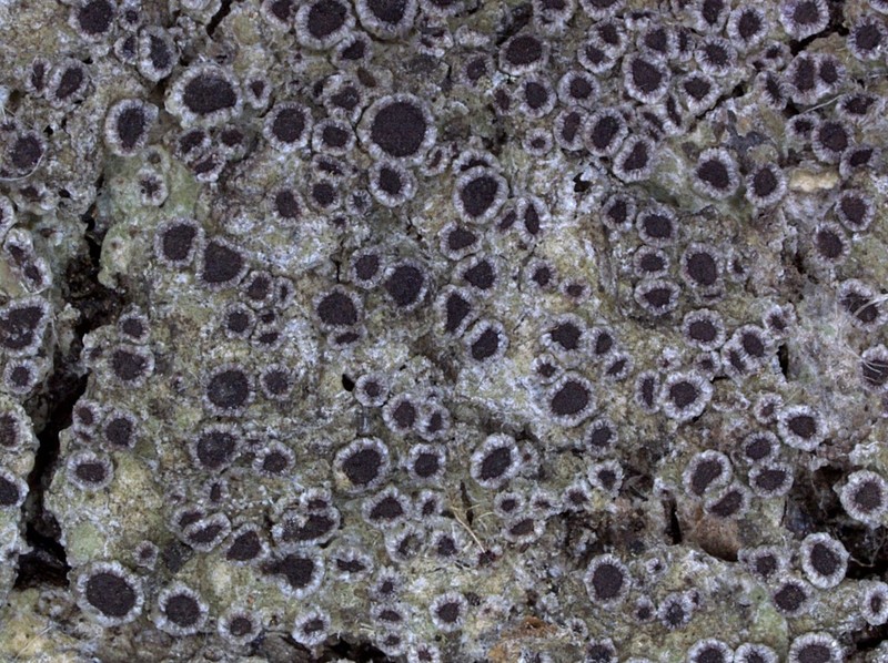 Rinodina Lichen photo 8