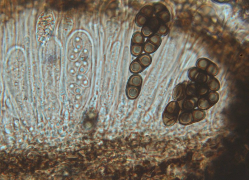 Bischoff's Rinodina Lichen