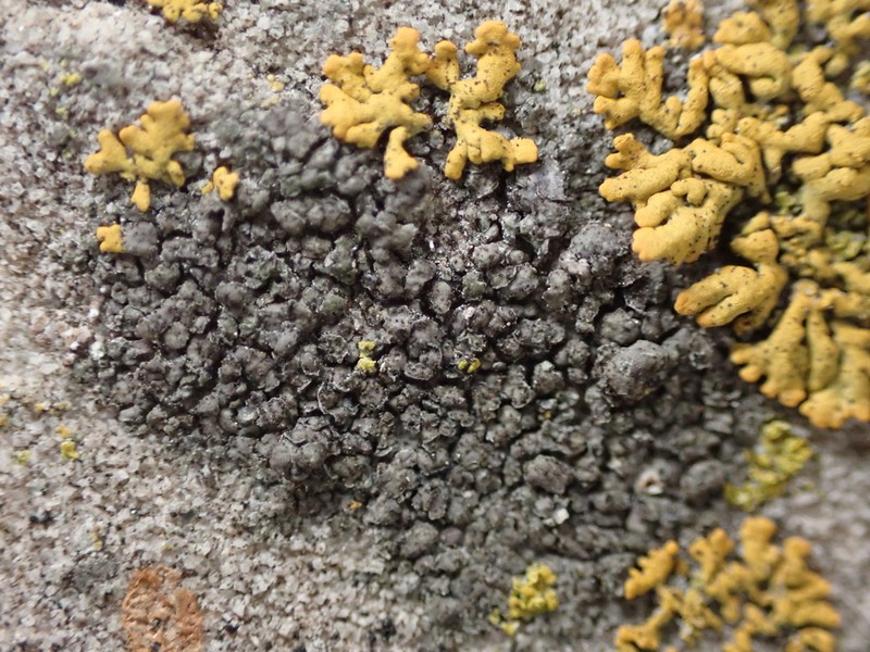 Bischoff's Rinodina Lichen photo 2