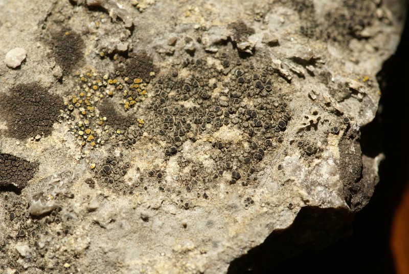 Bischoff's Rinodina Lichen photo 3