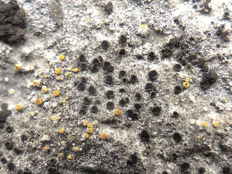 Bischoff's Rinodina Lichen photo 4