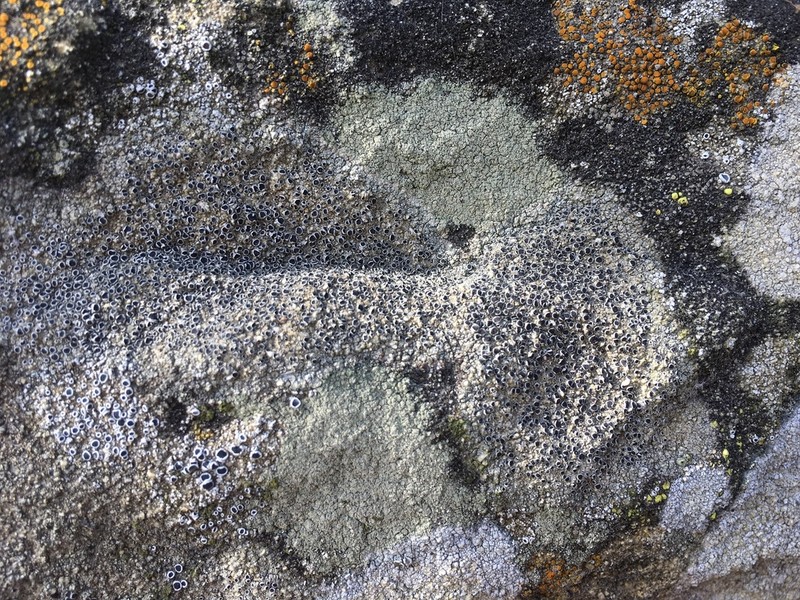 Bolander's Rinodina Lichen