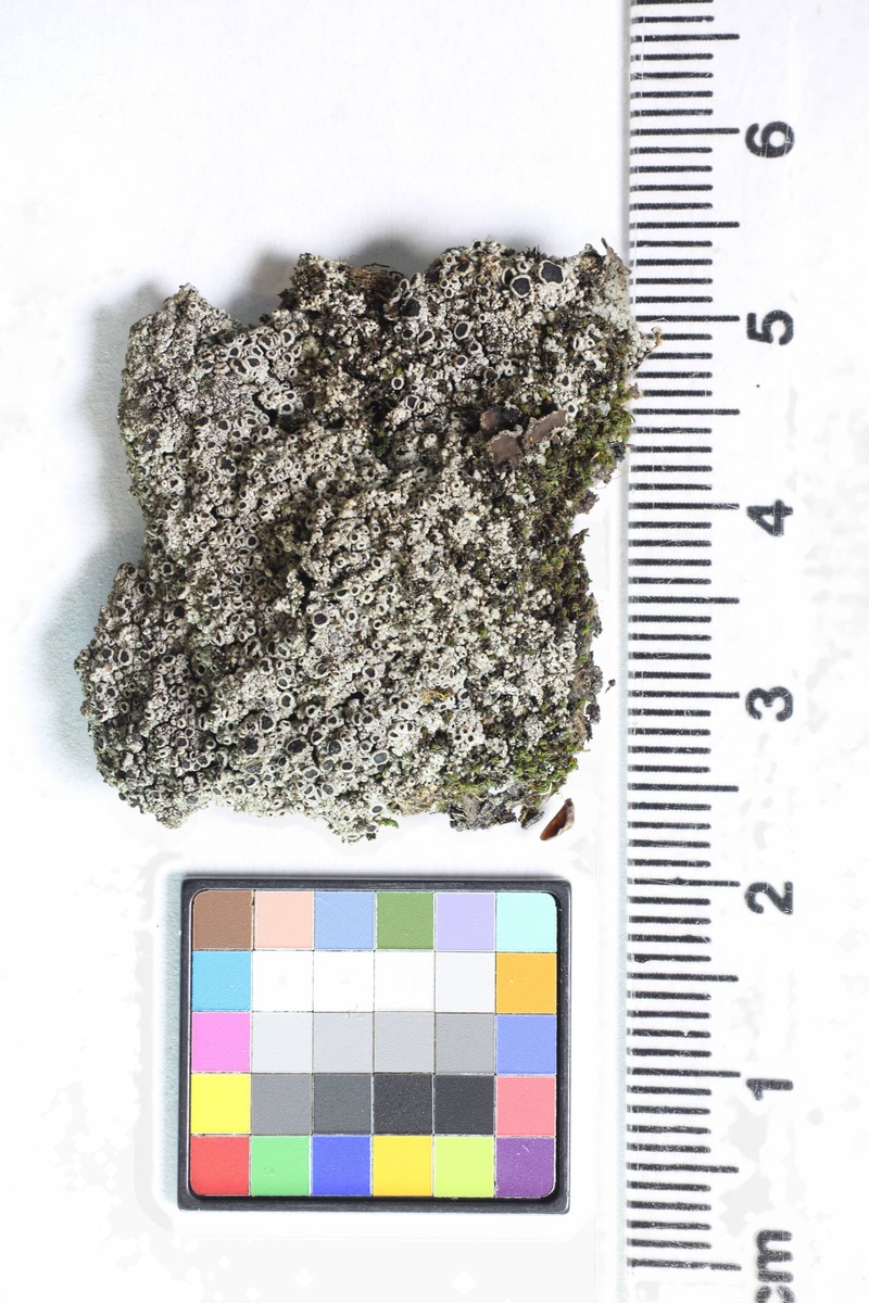Bolander's Rinodina Lichen photo 3