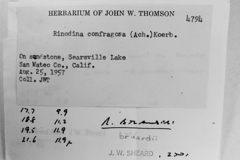 Brouard's Rinodina Lichen