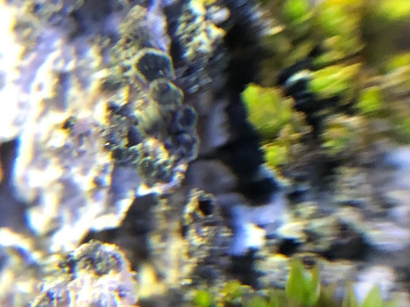 Rinodina Lichen