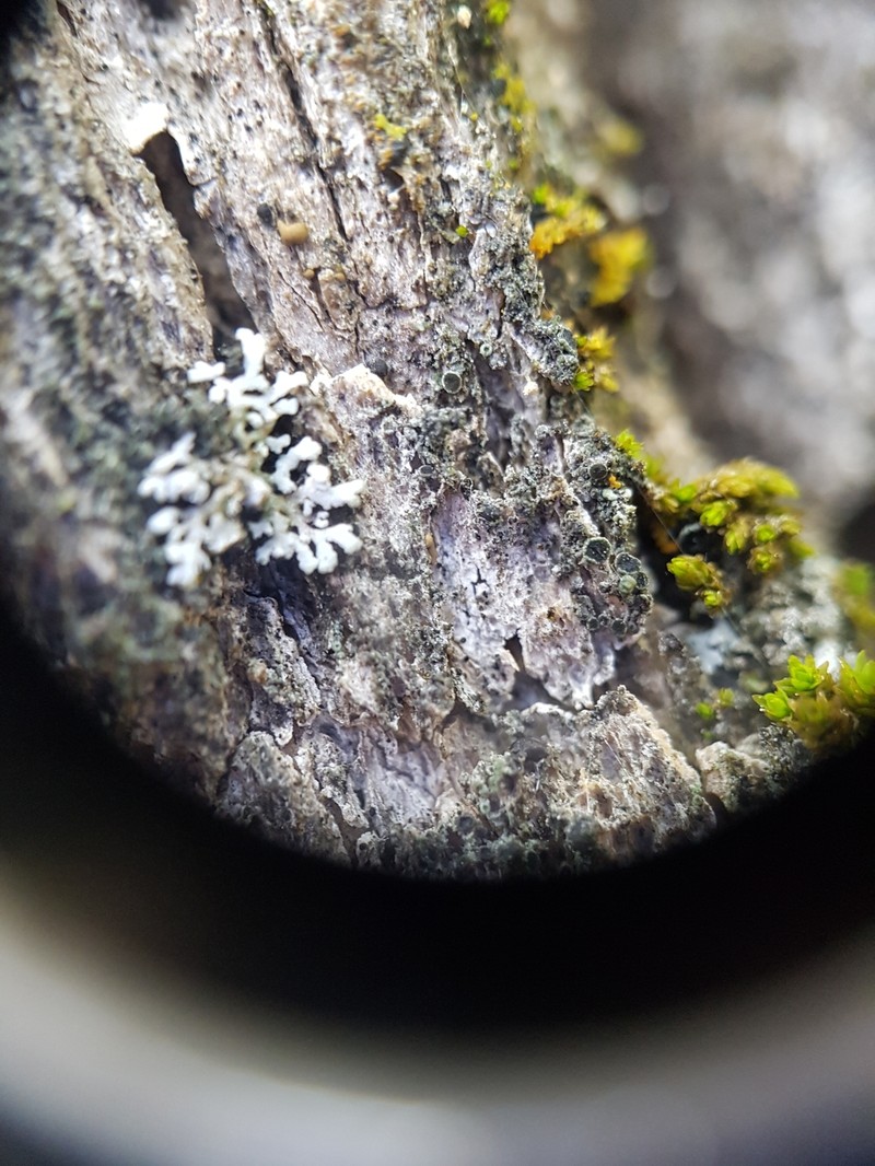 Rinodina Lichen photo 3