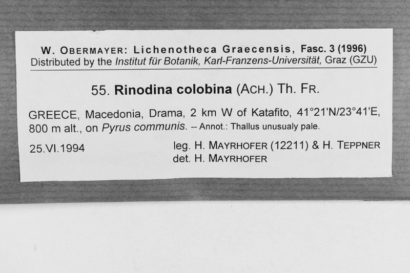 Rinodina Lichen photo 6