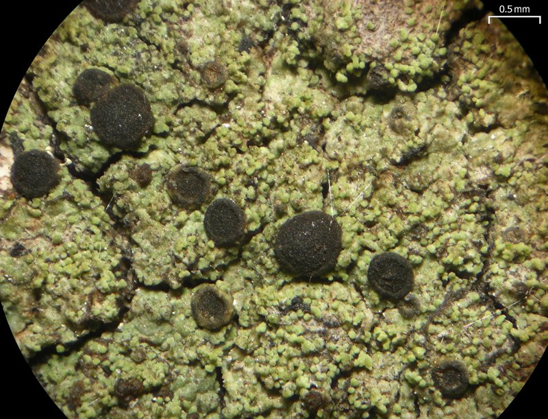 Rinodina Lichen