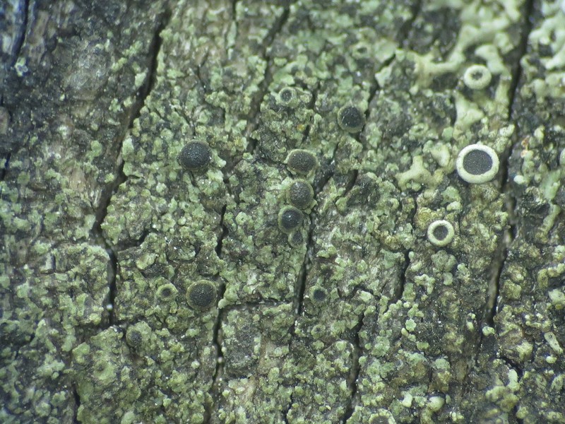 Colorado Rinodina Lichen