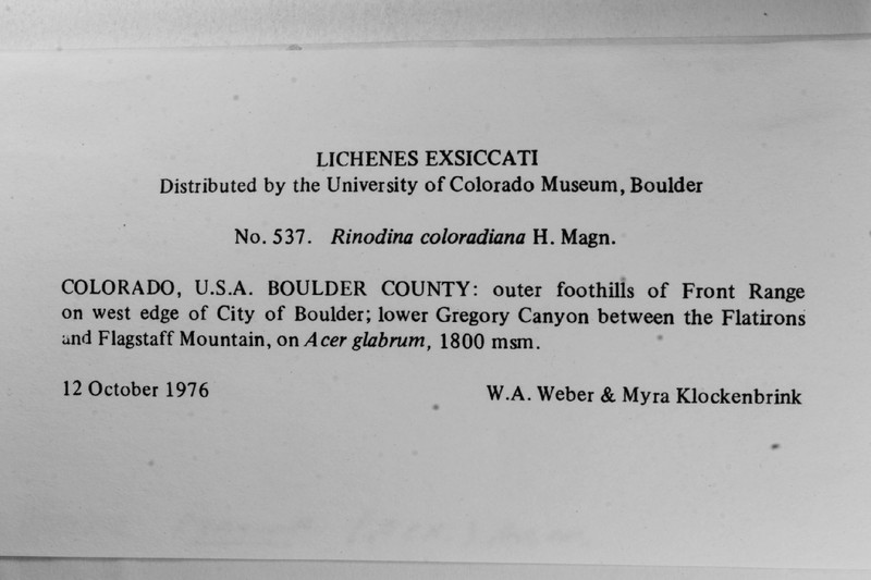 Colorado Rinodina Lichen photo 2