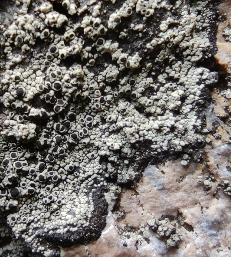 Rinodina Lichen