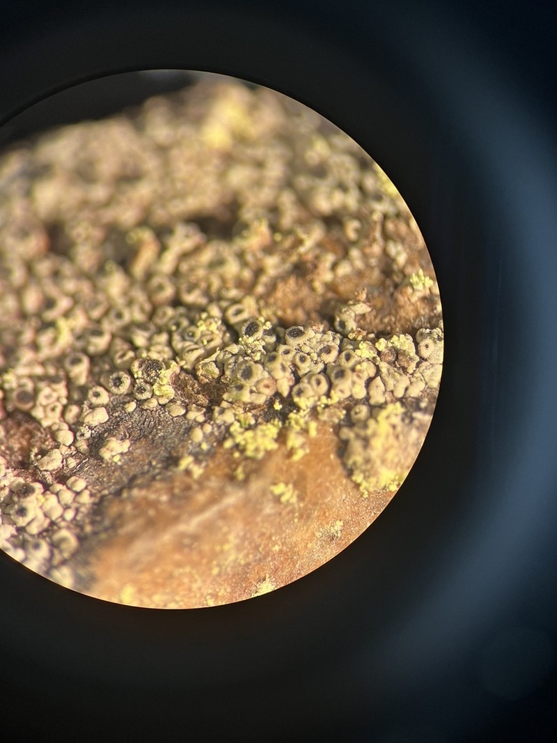 Rinodina Lichen photo 2