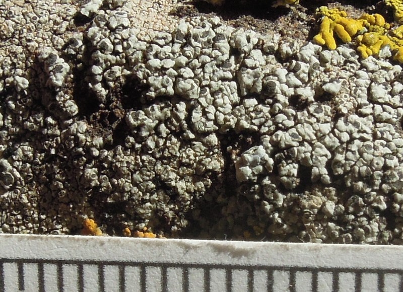 Rinodina Lichen photo 4
