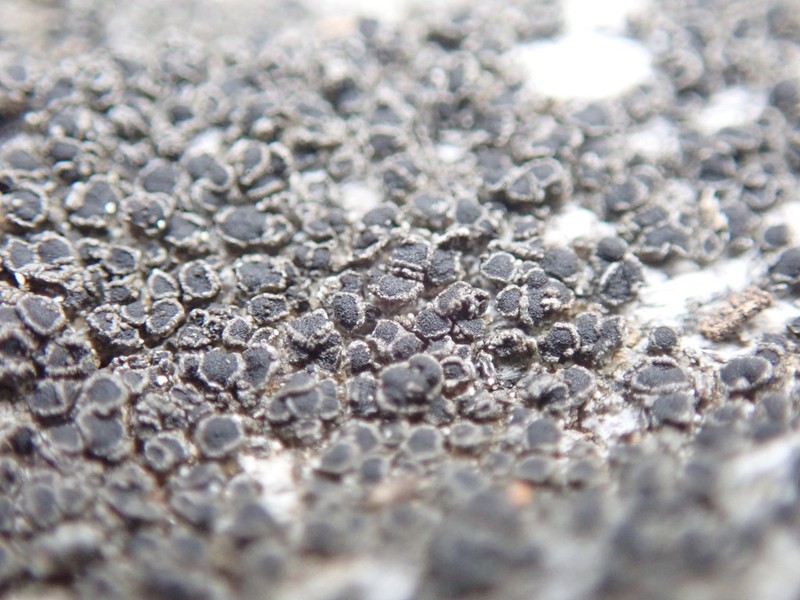 Conrad's Rinodina Lichen