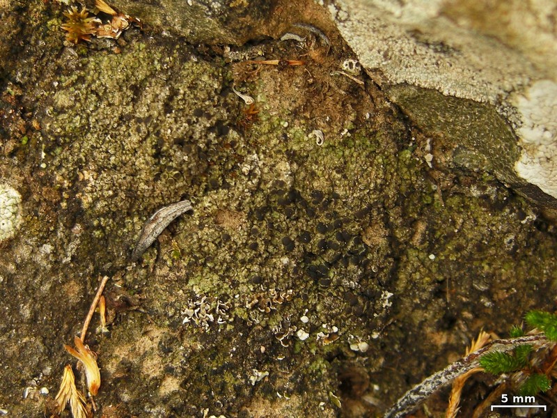 Conrad's Rinodina Lichen photo 3