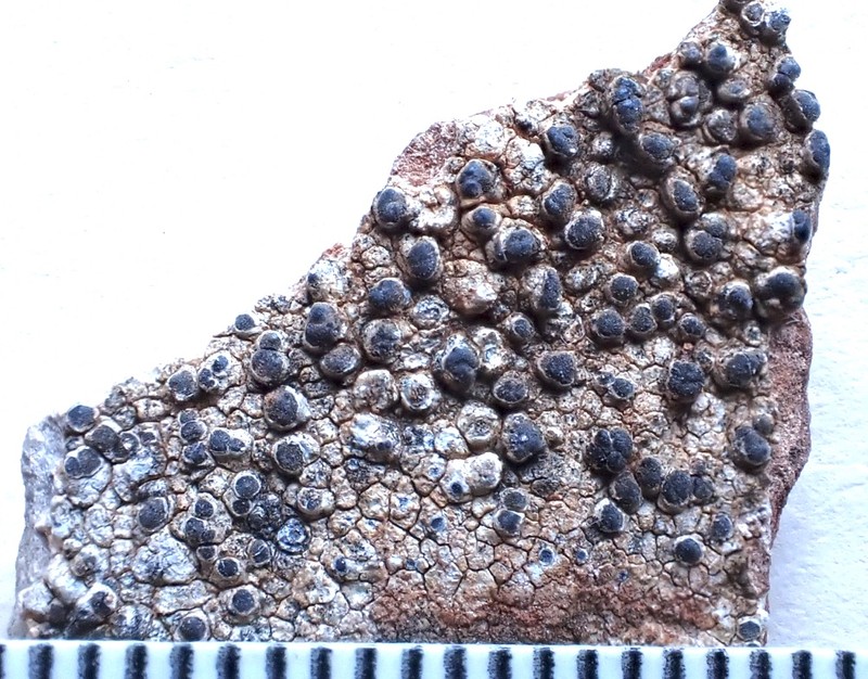 Conrad's Rinodina Lichen photo 4