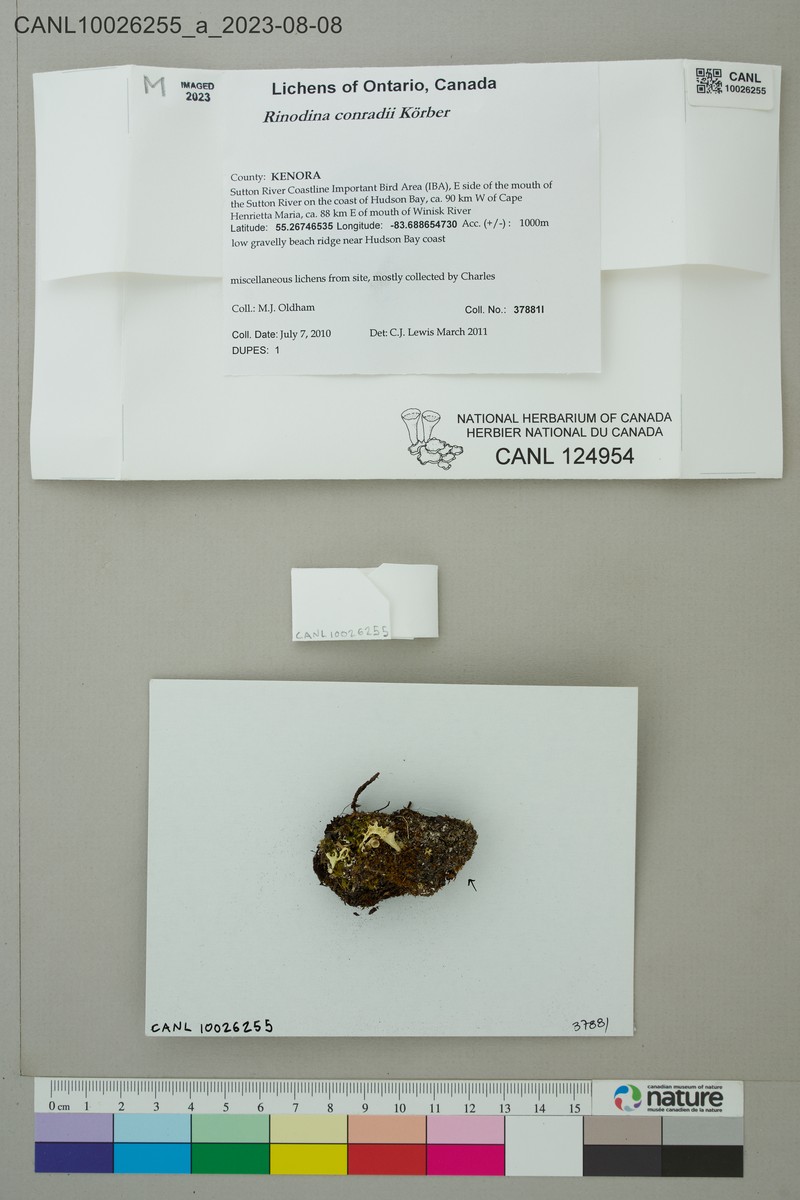 Conrad's Rinodina Lichen photo 5