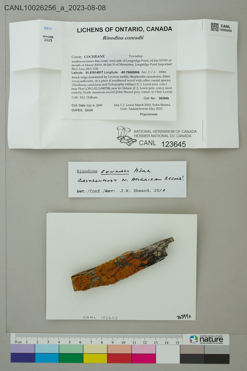 Conrad's Rinodina Lichen photo 6