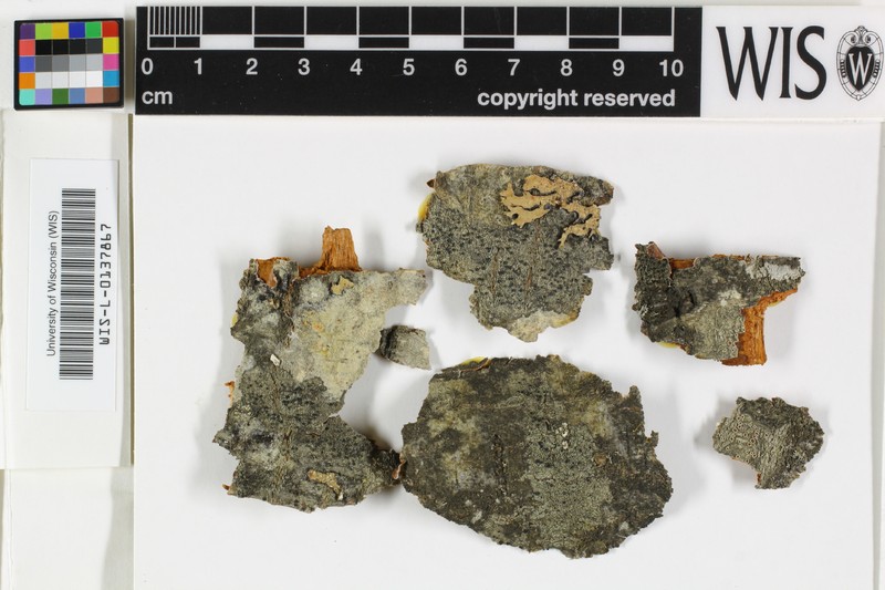 Rinodina Lichen