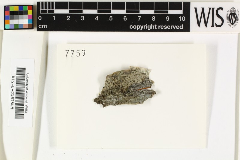 Rinodina Lichen photo 2