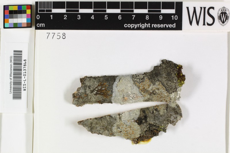 Rinodina Lichen photo 3