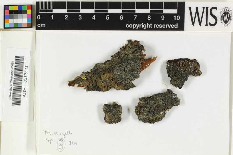 Rinodina Lichen photo 4